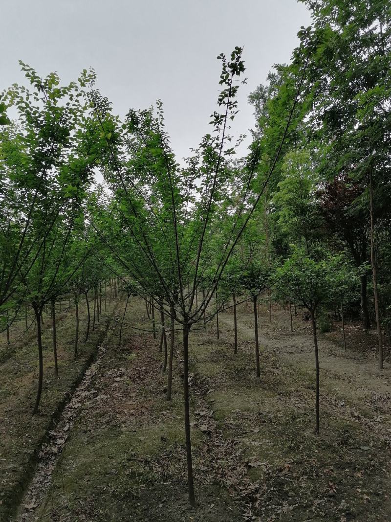 批量供应红梅，地径5-8公分红梅，产地直供