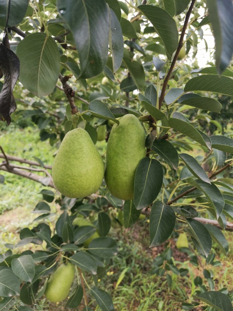 洋梨茄梨巴梨大头梨太婆梨香蕉梨渭南合阳产地直供货源充足