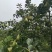无核香蕉梨巴梨葫芦梨大头梨太婆梨贵妃梨欢迎选购
