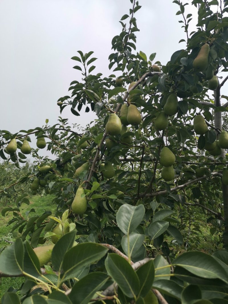 无核香蕉梨巴梨葫芦梨大头梨太婆梨贵妃梨欢迎选购