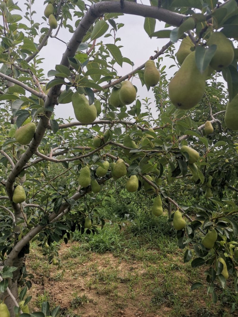 无核香蕉梨巴梨葫芦梨大头梨太婆梨贵妃梨欢迎选购