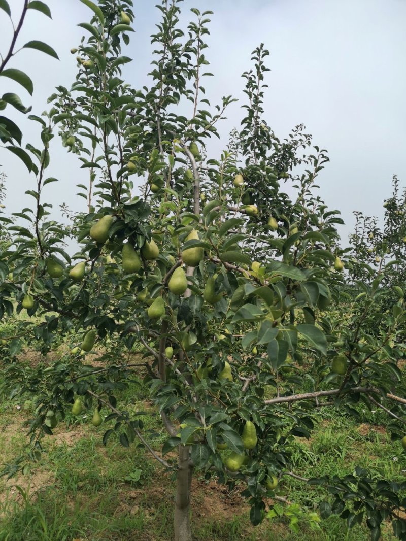 无核香蕉梨巴梨葫芦梨大头梨太婆梨贵妃梨欢迎选购