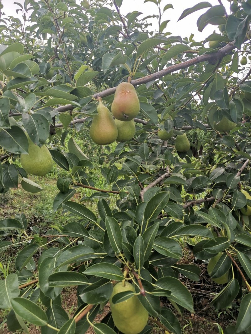 无核香蕉梨巴梨葫芦梨大头梨太婆梨贵妃梨欢迎选购