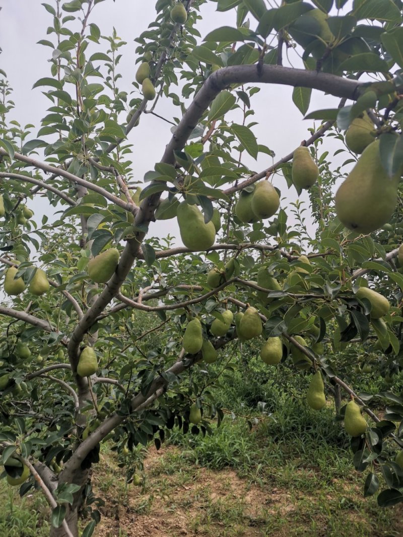 无核香蕉梨巴梨葫芦梨大头梨太婆梨贵妃梨欢迎选购