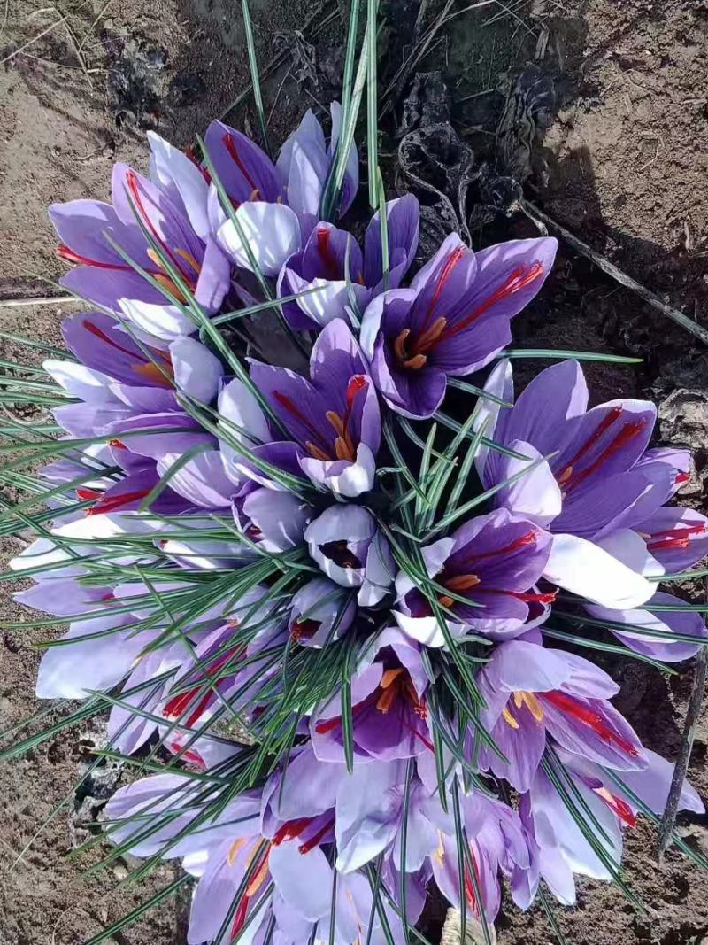 藏红花种球西红花种球藏红花种苗番红花种球