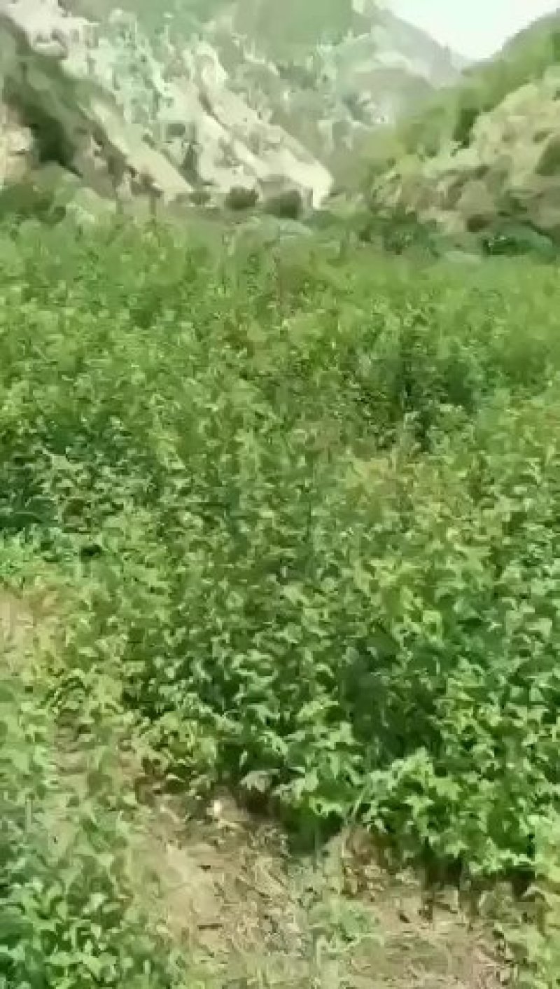 大量出售优质青梅苗可以批发，包邮，一手货源，欢迎订购咨询
