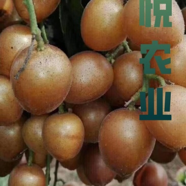 鸡心黄皮苗黄皮苗黄皮果苗软枝大鸡心黄皮苗