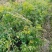 凌霄花高60-200公分