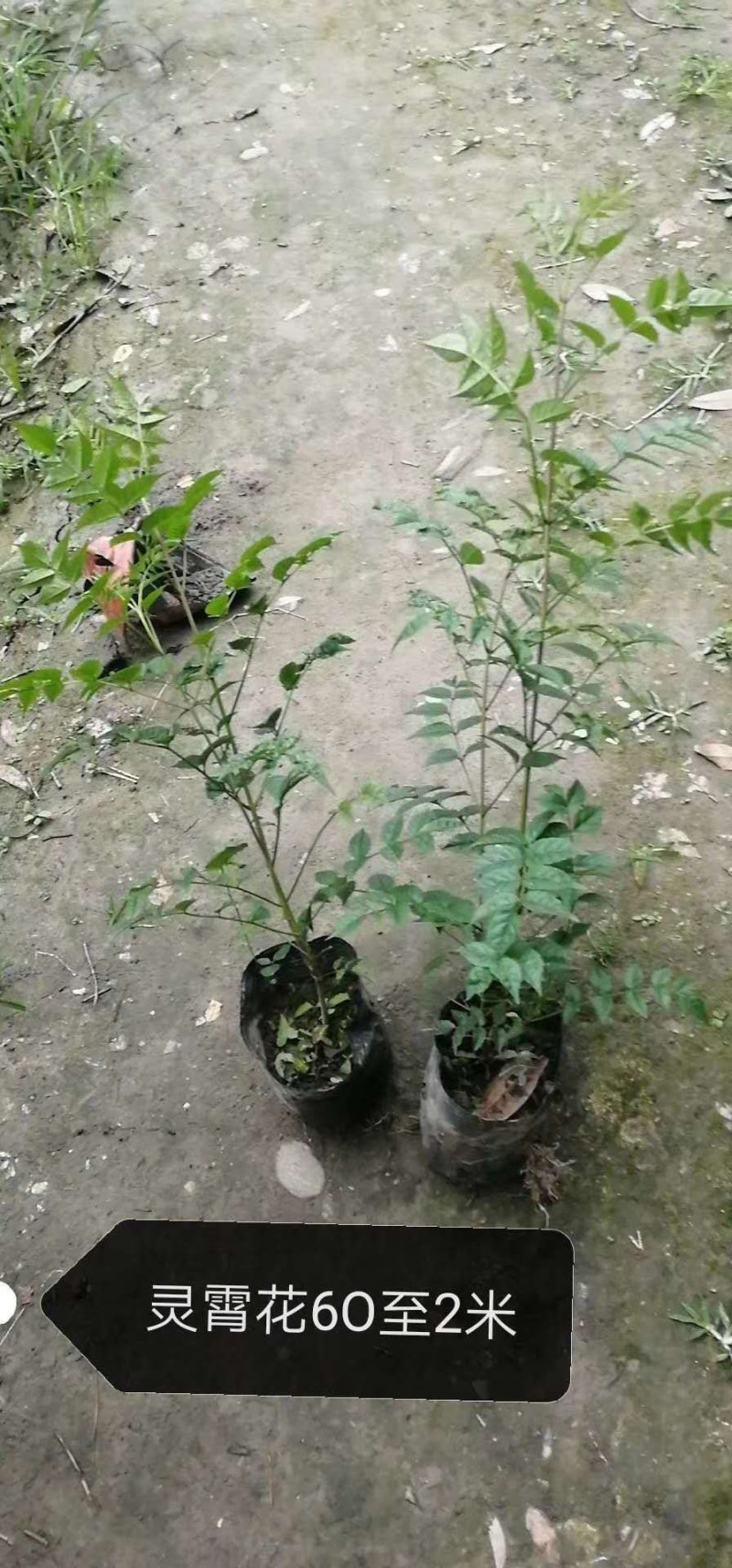 凌霄花高60-200公分