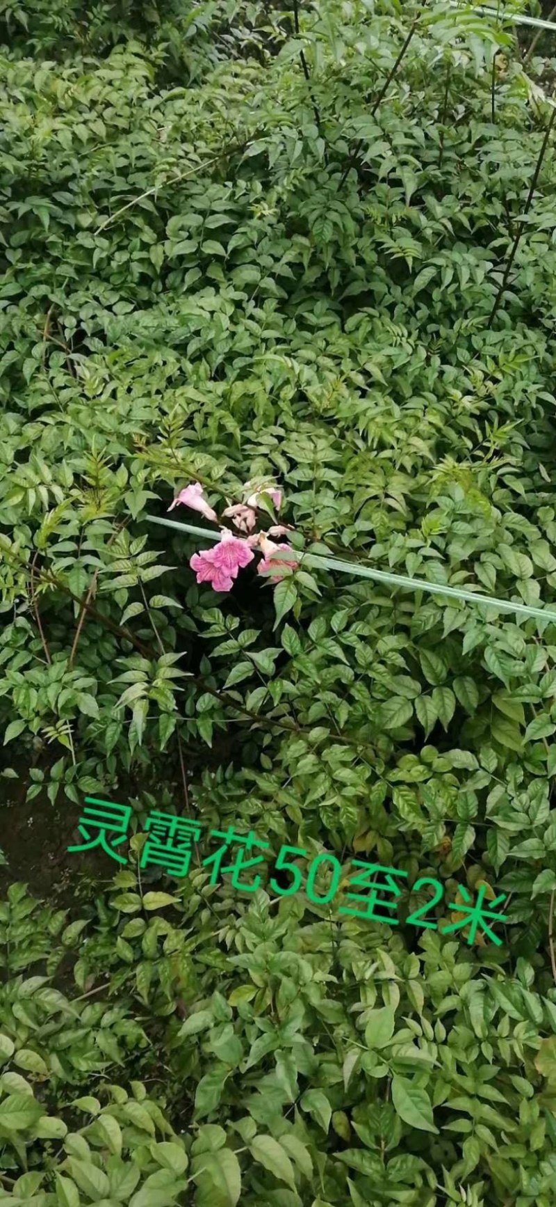 凌霄花高60-200公分