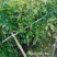 凌霄花高60-200公分