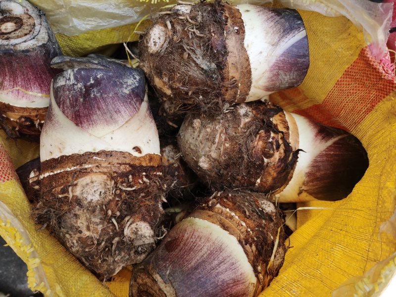 白芋芋头