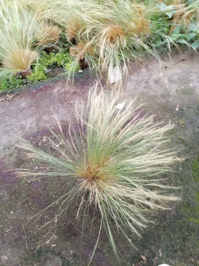 细叶芒高40-50公分杯苗
