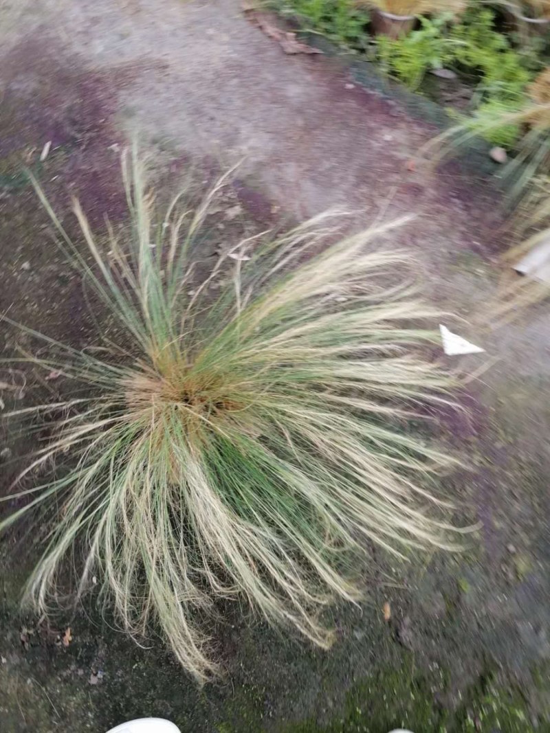 细叶芒高40-50公分杯苗