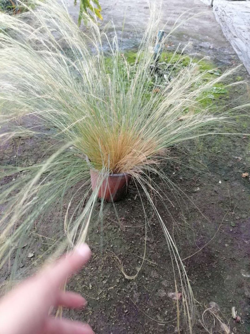 细叶芒高40-50公分杯苗