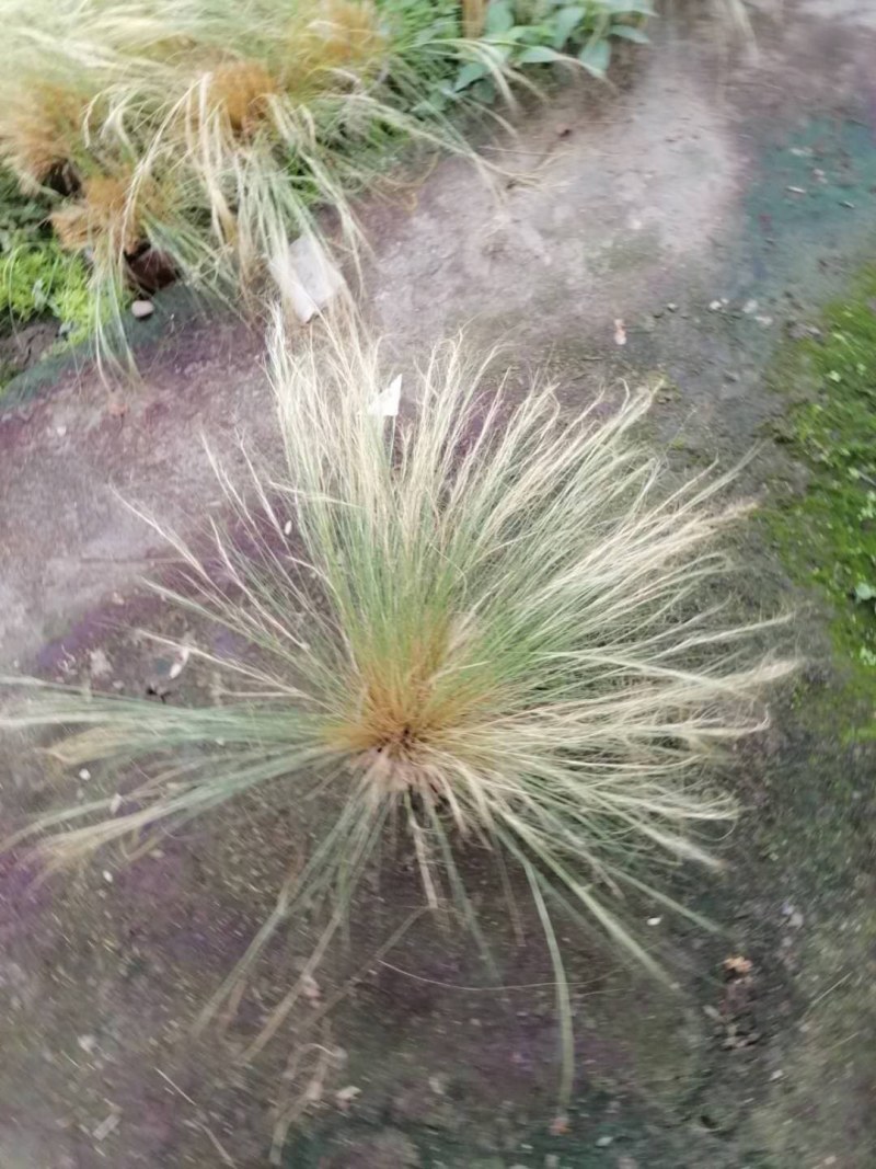 细叶芒高40-50公分杯苗