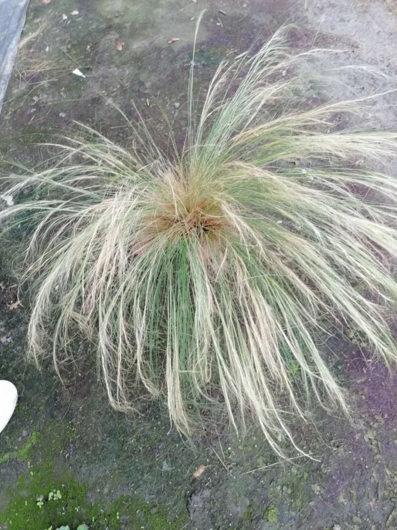 细叶芒高40-50公分杯苗