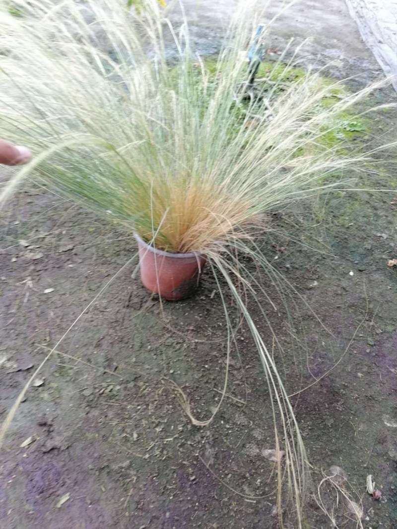 细叶芒高40-50公分杯苗