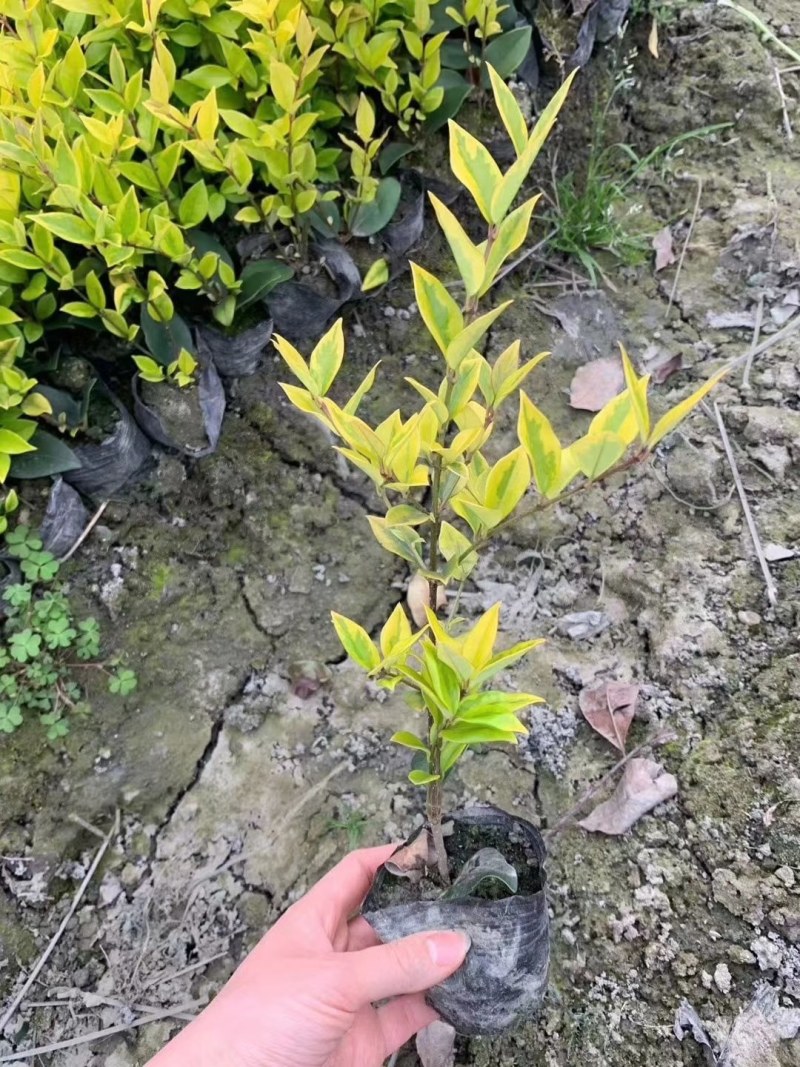 金森女贞杯苗高30-50