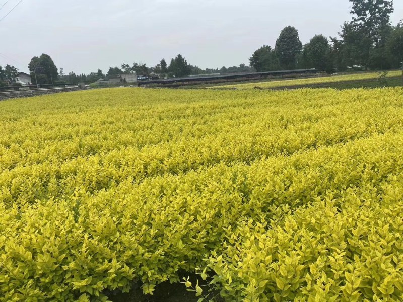 金森女贞杯苗高30-50