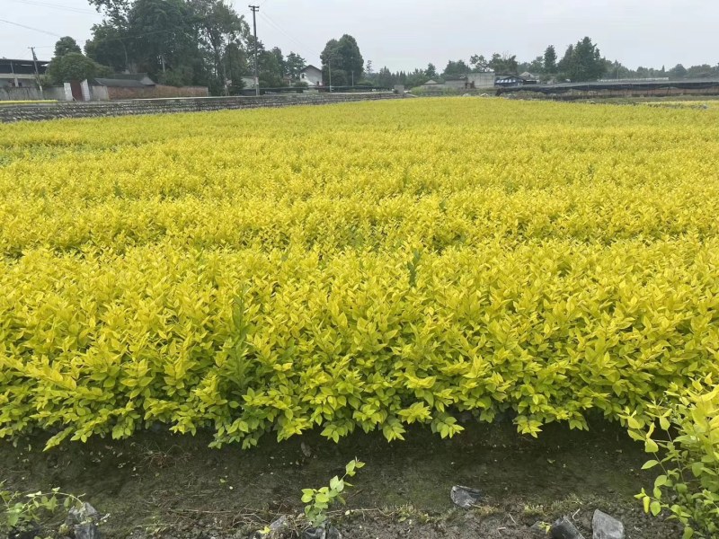金森女贞杯苗高30-50