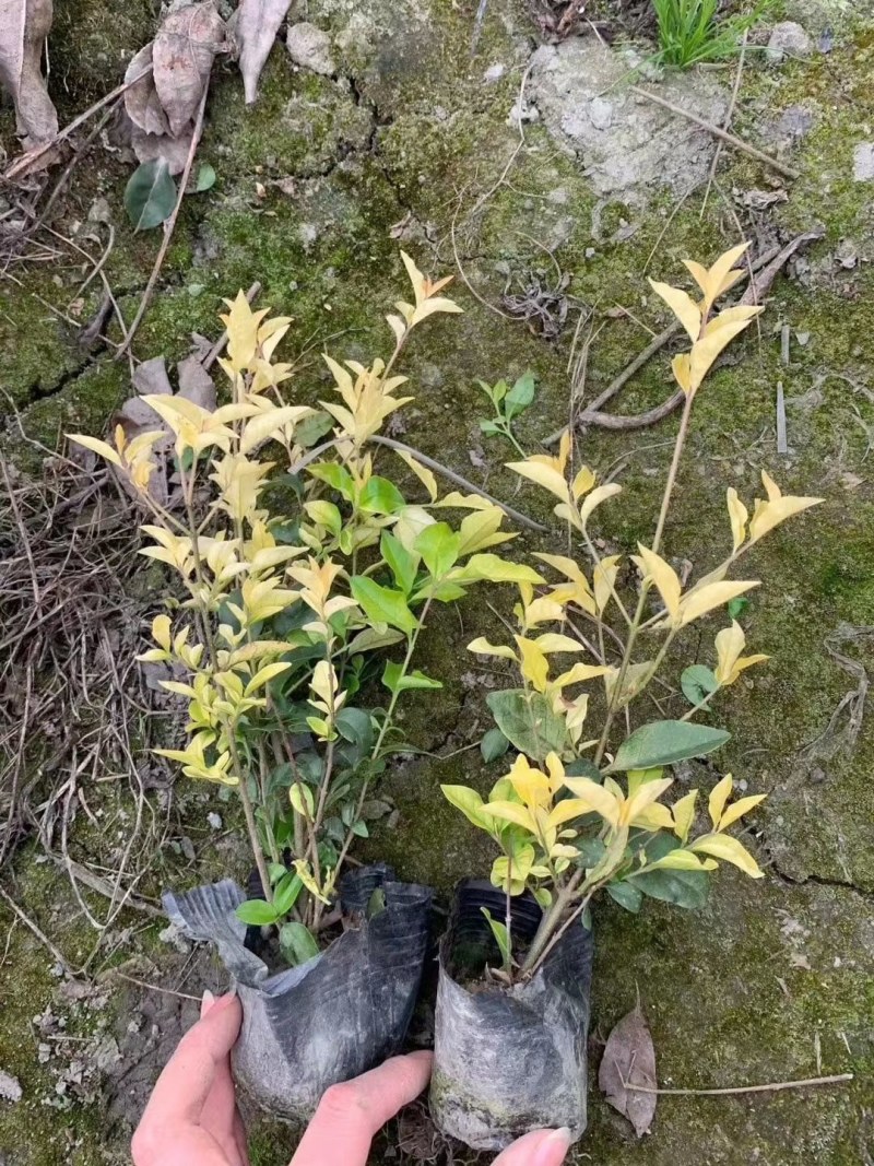 金森女贞杯苗高30-50