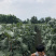 夏黑🔥巨峰葡萄巴适得很