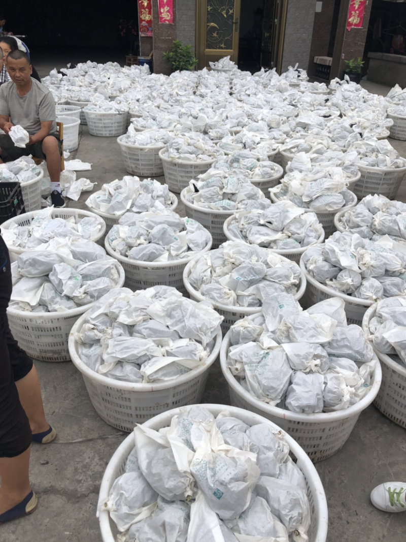 夏黑🔥巨峰葡萄巴适得很