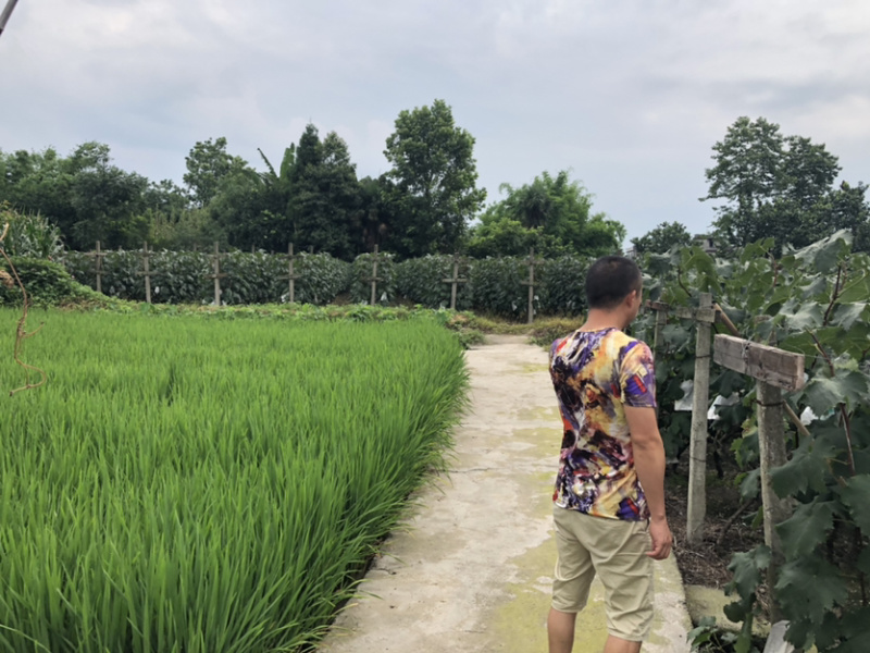 夏黑🔥巨峰葡萄巴适得很