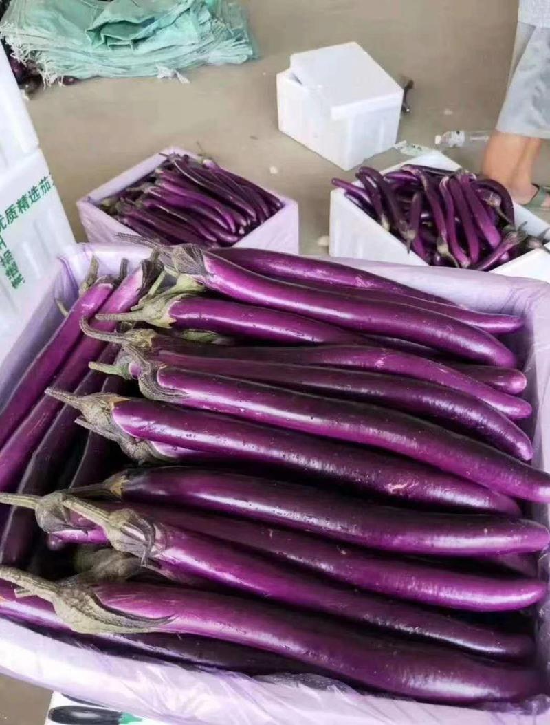 兰陵县红线茄大棚种植，量大质优一手货源
