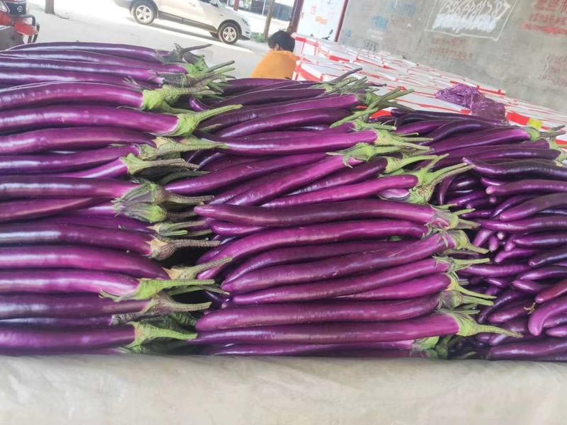 兰陵县红线茄大棚种植，量大质优一手货源
