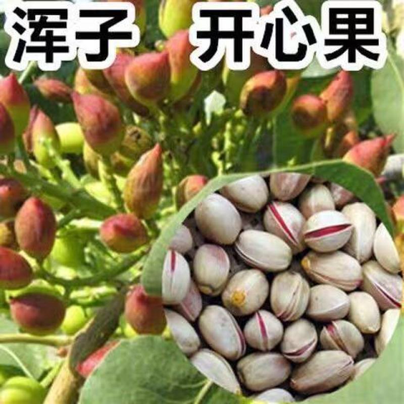 开心果苗包品种嫌价格高的请绕道品种真才重要