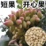 开心果苗包品种嫌价格高的请绕道品种真才重要