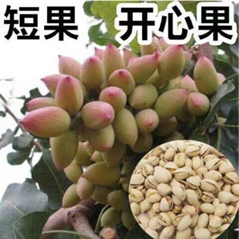 开心果苗包品种嫌价格高的请绕道品种真才重要