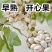 开心果苗包品种嫌价格高的请绕道品种真才重要