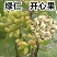 开心果苗包品种嫌价格高的请绕道品种真才重要