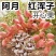 开心果苗包品种嫌价格高的请绕道品种真才重要