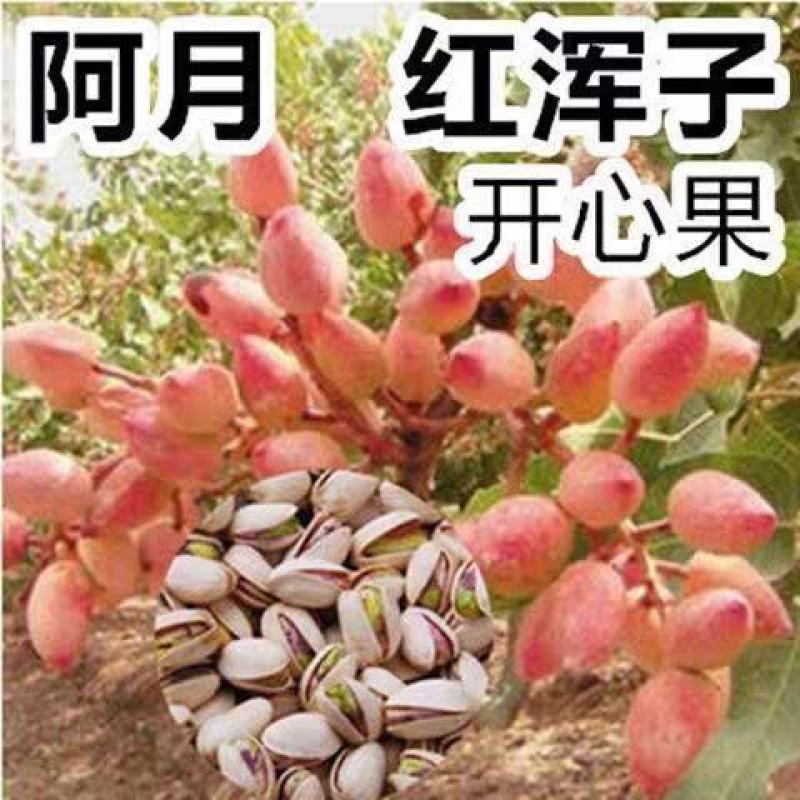 开心果苗包品种嫌价格高的请绕道品种真才重要