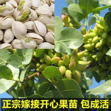 开心果苗包品种嫌价格高的请绕道品种真才重要