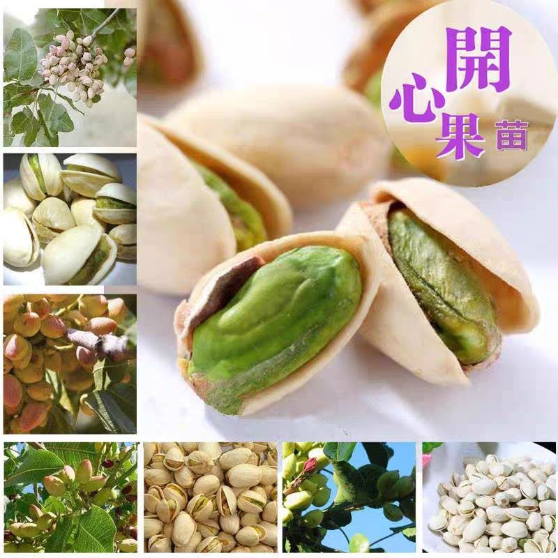 开心果苗包品种嫌价格高的请绕道品种真才重要