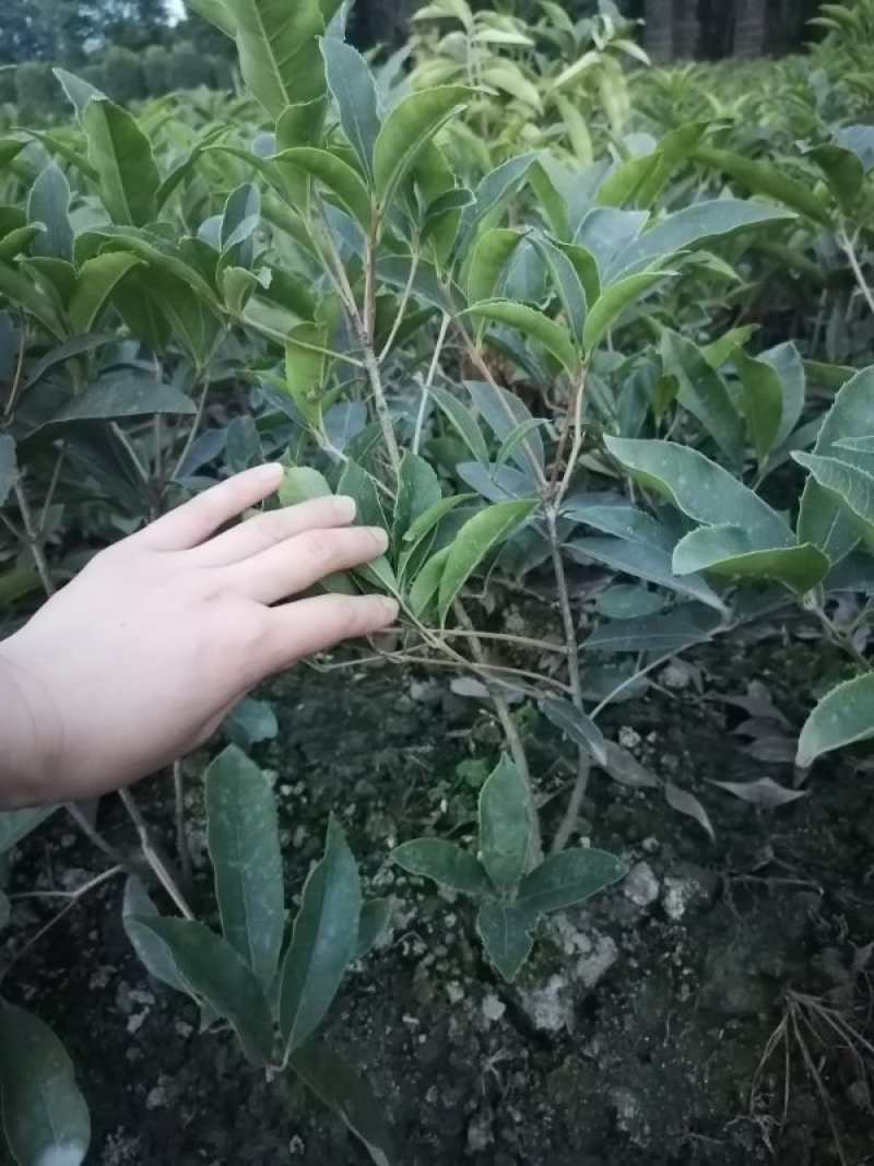 四季桂地苗高35-45公分