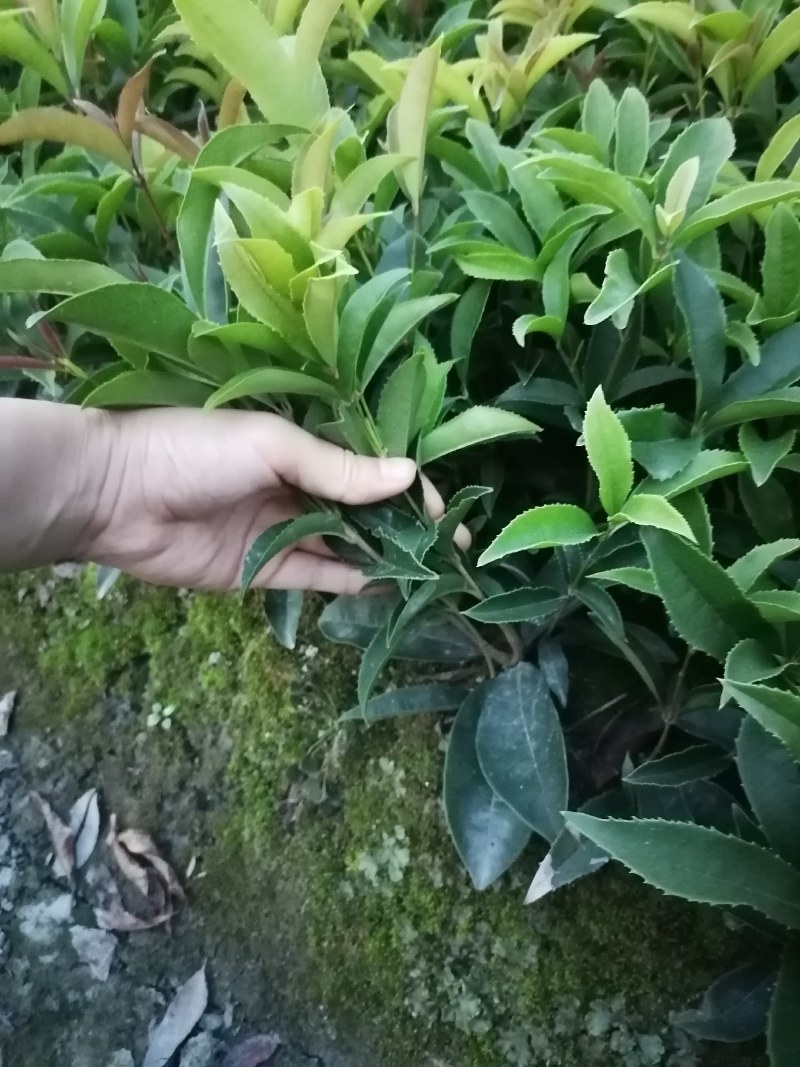 四季桂地苗高35-45公分