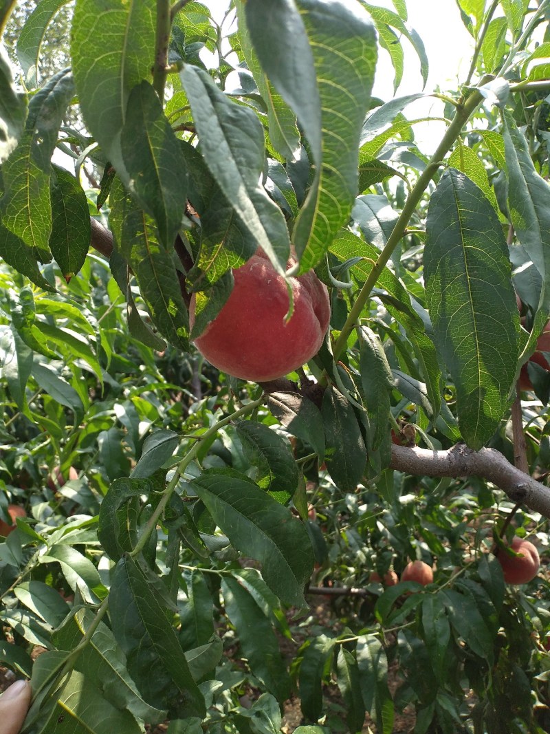 甜桃上市，中桃9号，甜，颜色正，耐储运