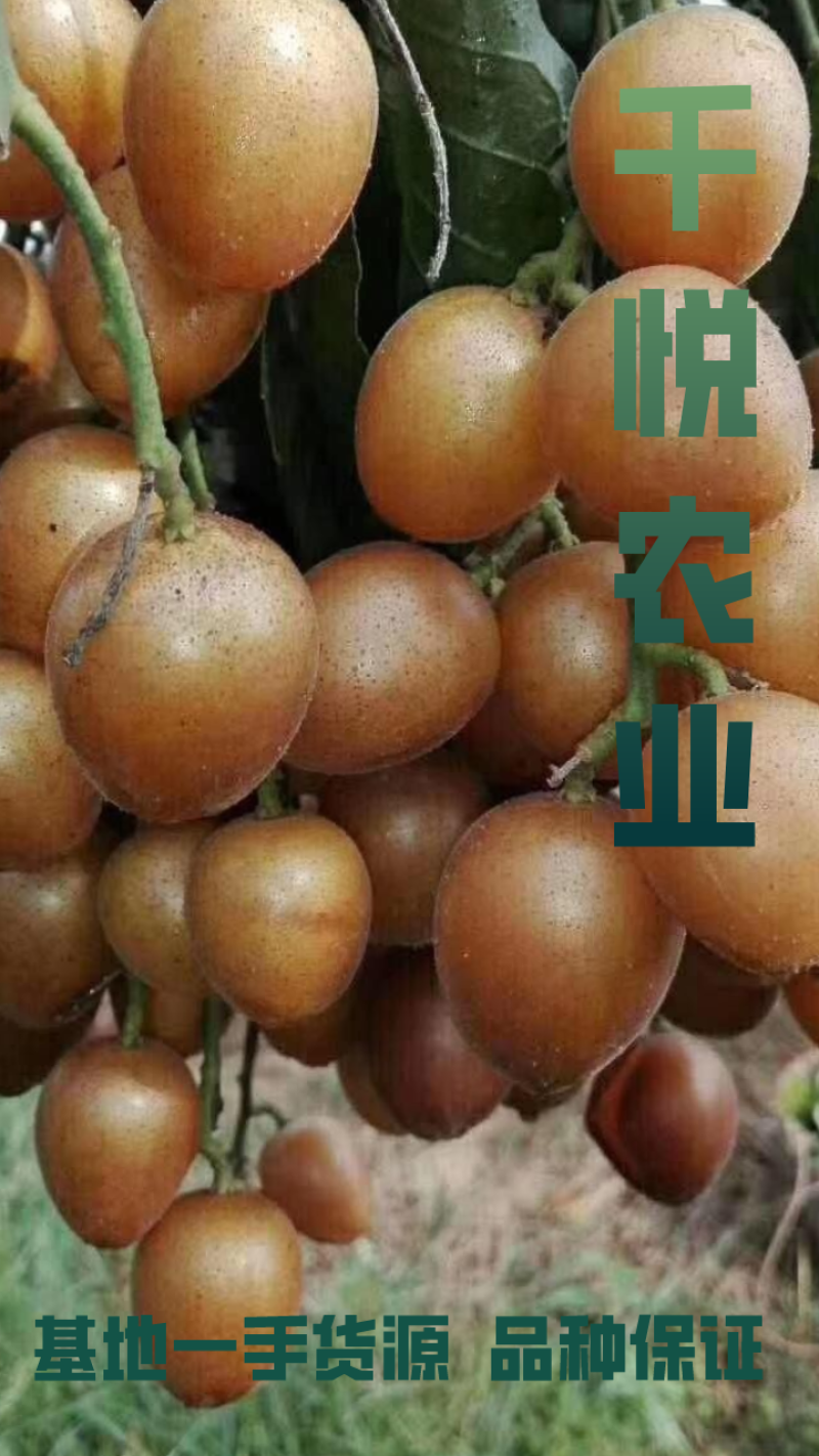 黄皮苗无核黄皮果树苗正宗原产地无核黄皮树苗
