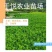 沙糖桔苗沙糖桔果苗四会沙糖桔苗无籽沙糖桔果苗