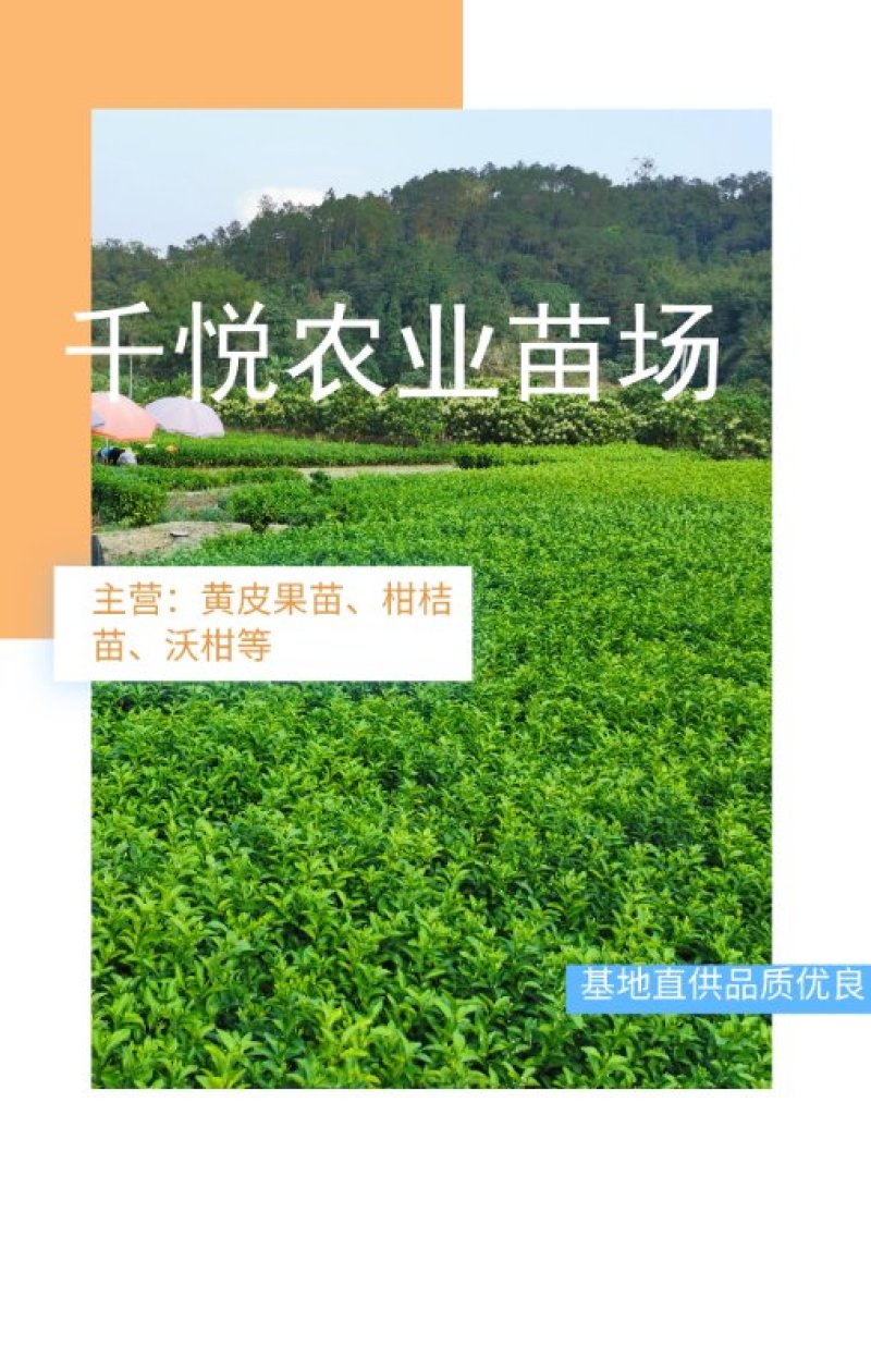 沙糖桔苗沙糖桔果苗四会沙糖桔苗无籽沙糖桔果苗