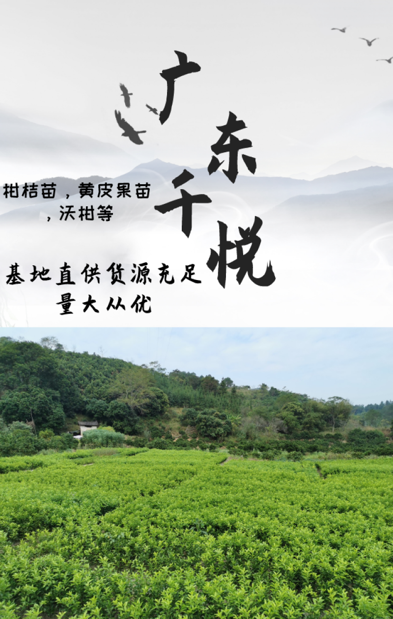 沙糖桔苗沙糖桔果苗四会沙糖桔苗无籽沙糖桔果苗