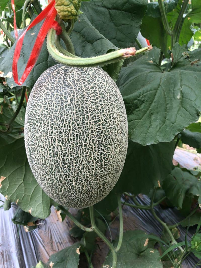 精品西州蜜25哈密瓜大量上市