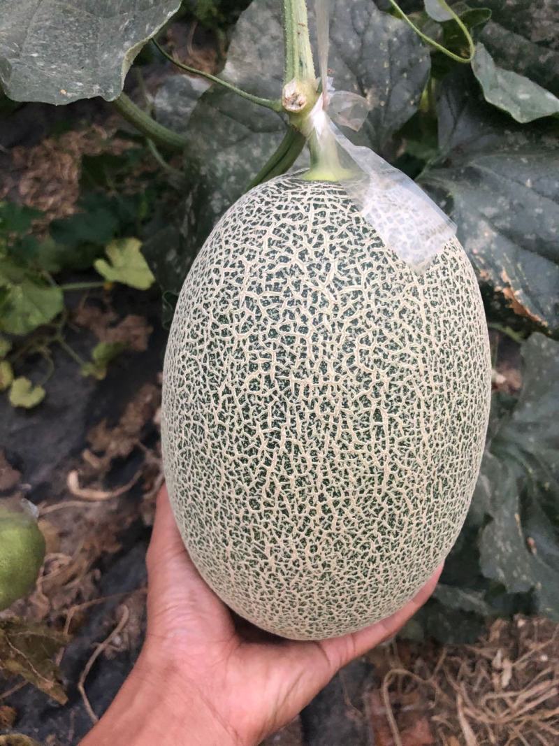精品西州蜜25哈密瓜大量上市