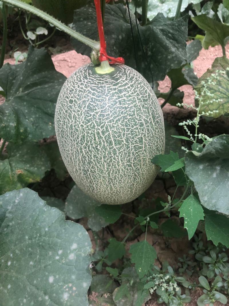 精品西州蜜25哈密瓜大量上市